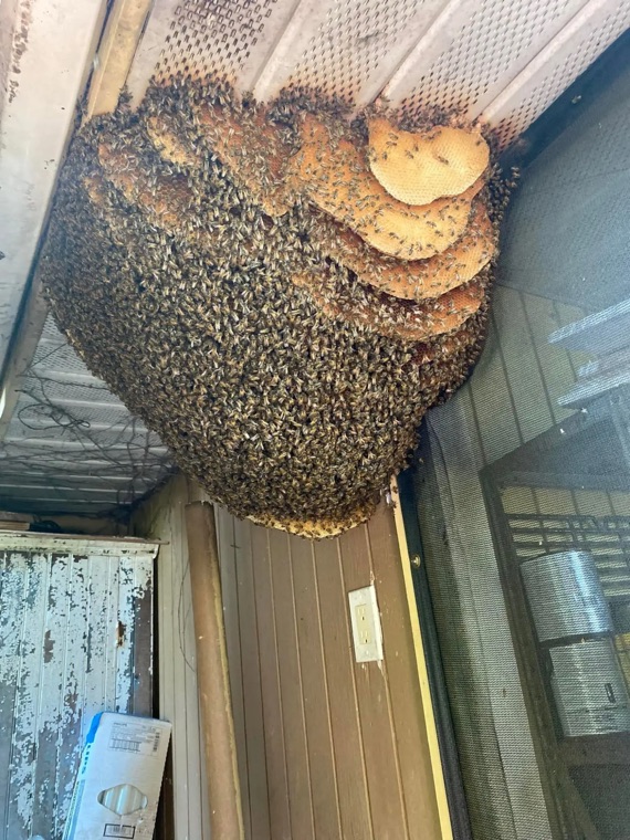 A huge hive with layers of comb hanging under a porch roof beside a screen door.