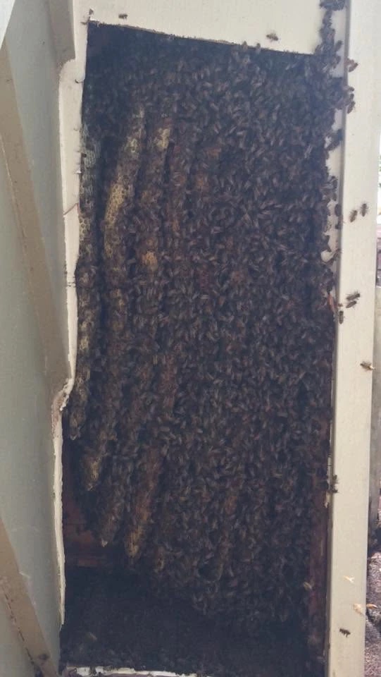 Honeybees covering long sheets of comb inside an opened wall.