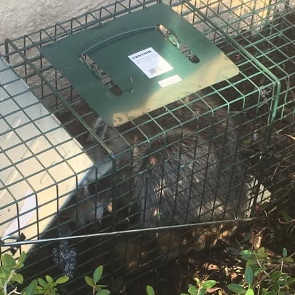 A raccoon inside a green wire live trap.