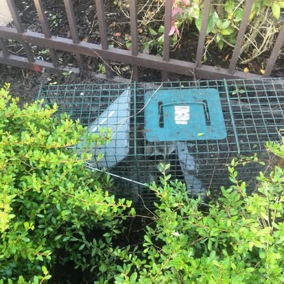 A live trap with an animal inside, set beside a hedge and a fence.